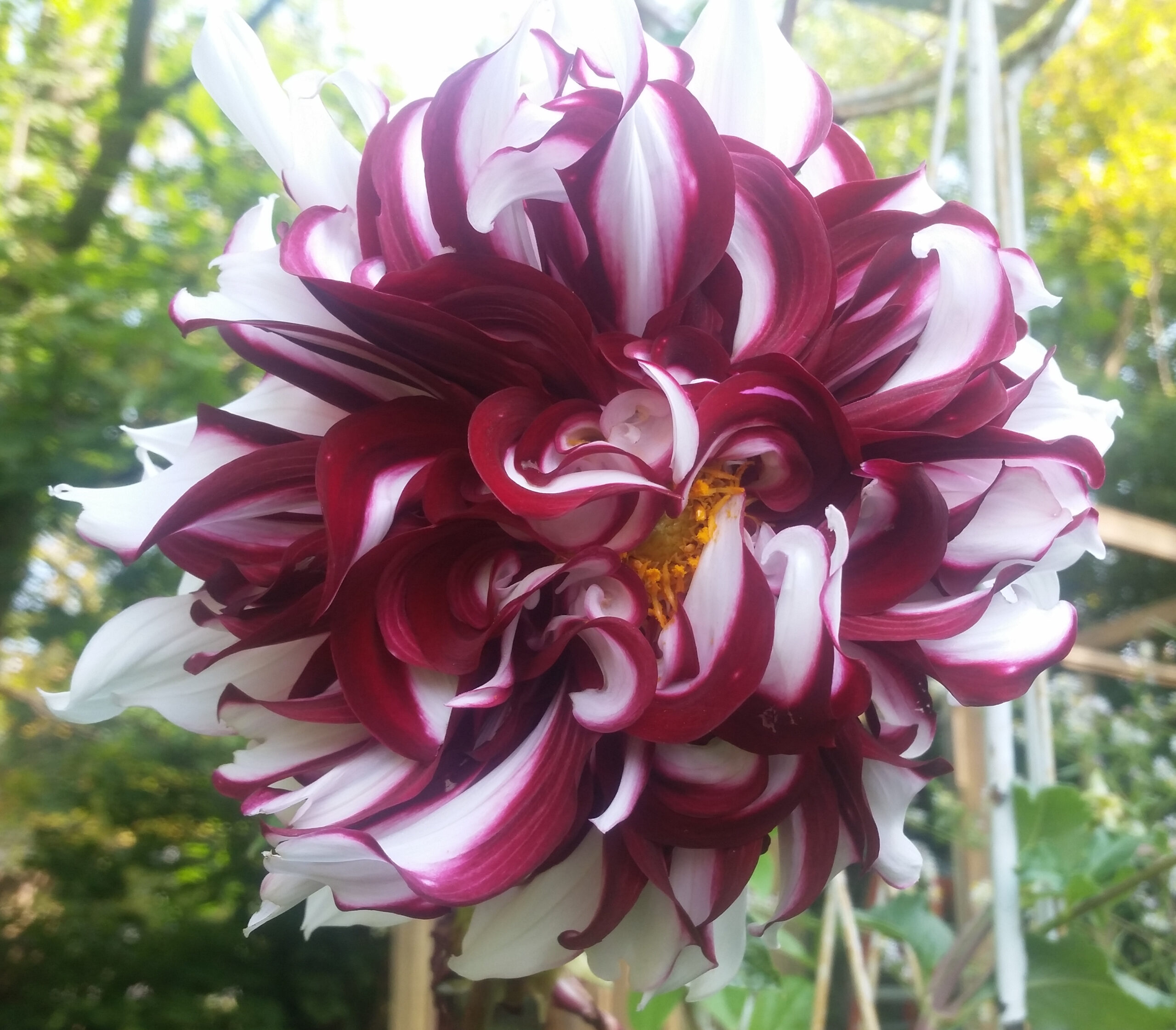 close up of red and white dahlia with curly petals