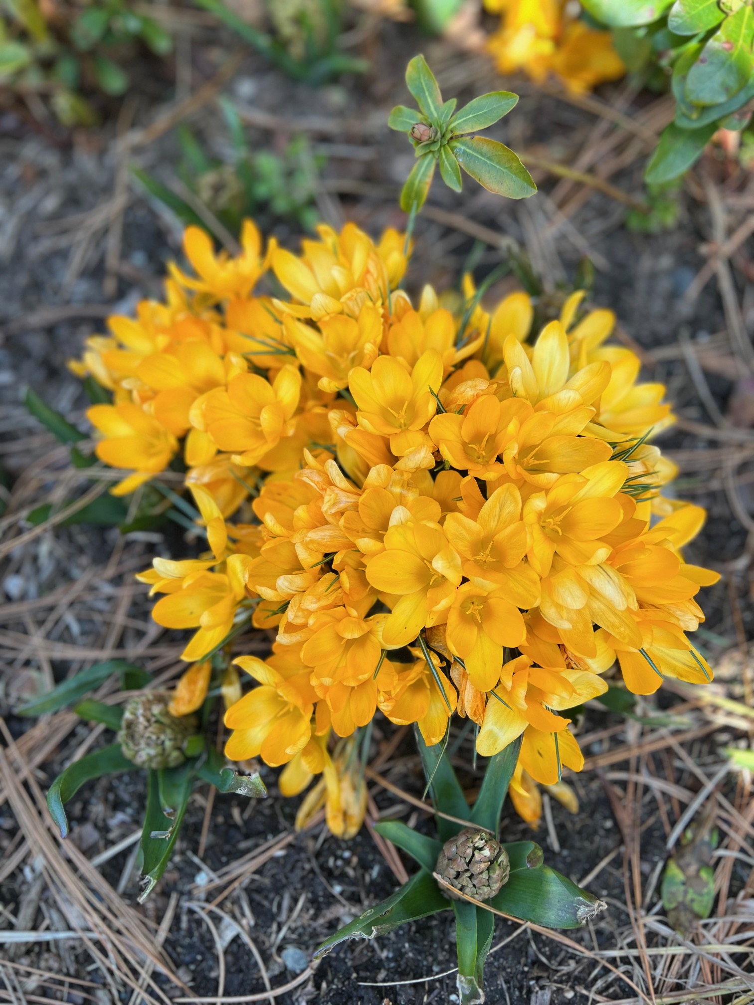 clump of bright yellow crocus