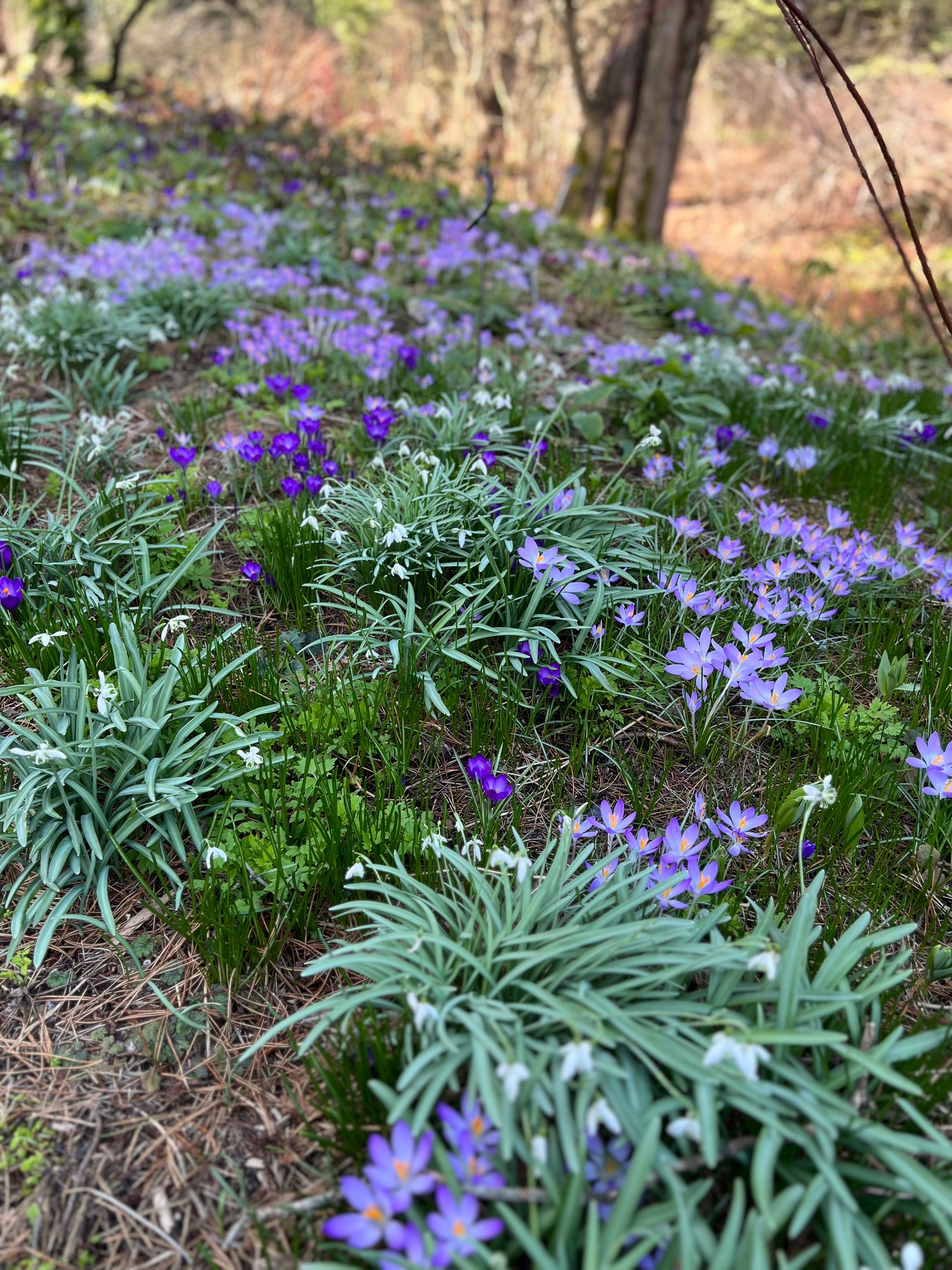 a naturalized planting of light purple crocus and snowdrops