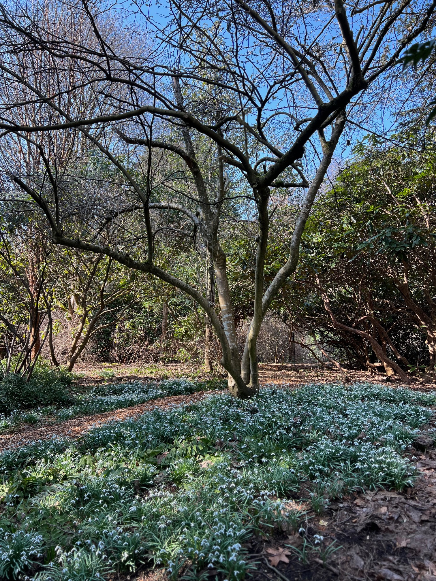 mass plantings of snowdrops under bare trees