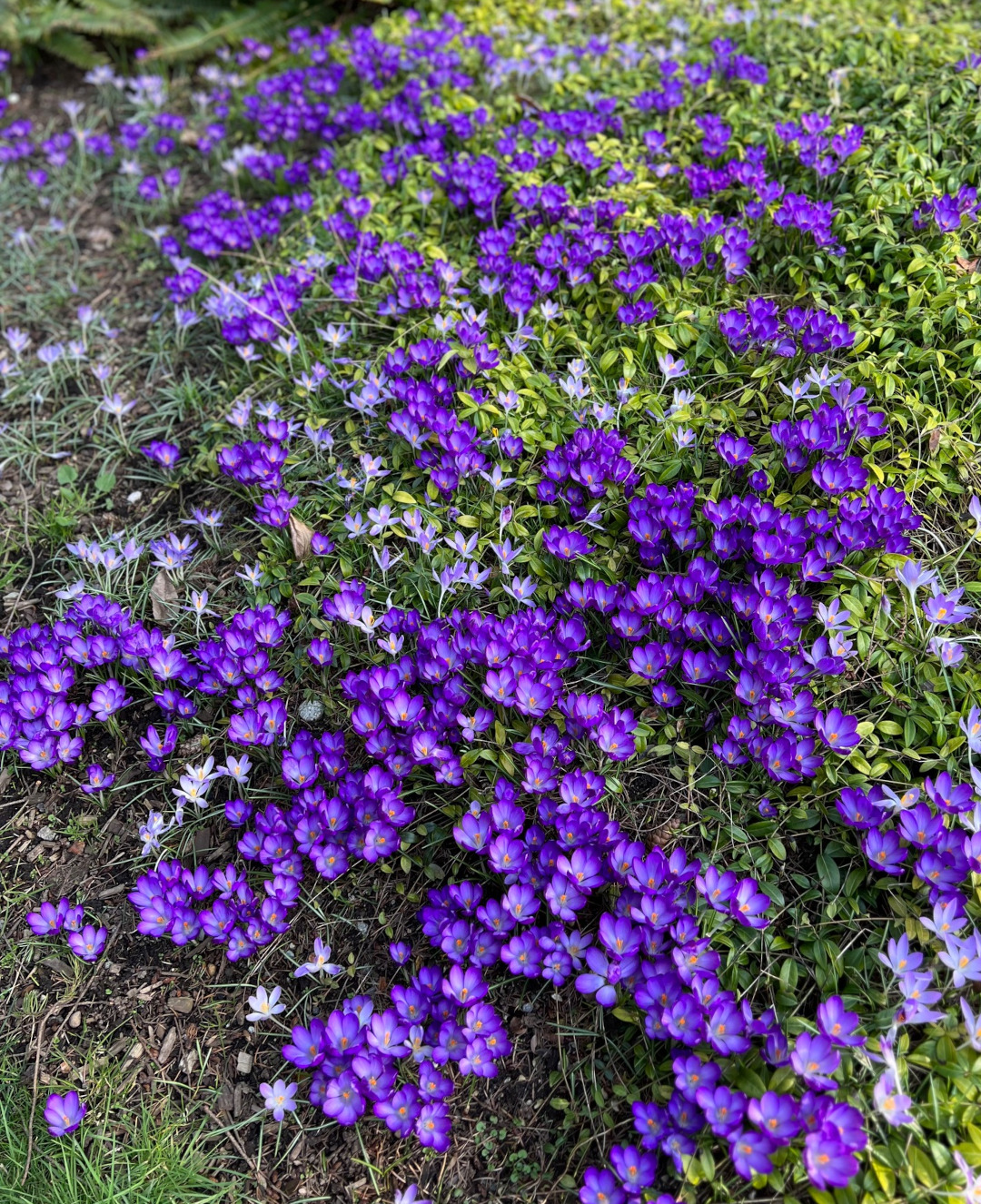 close up of deep purple crocus flowers