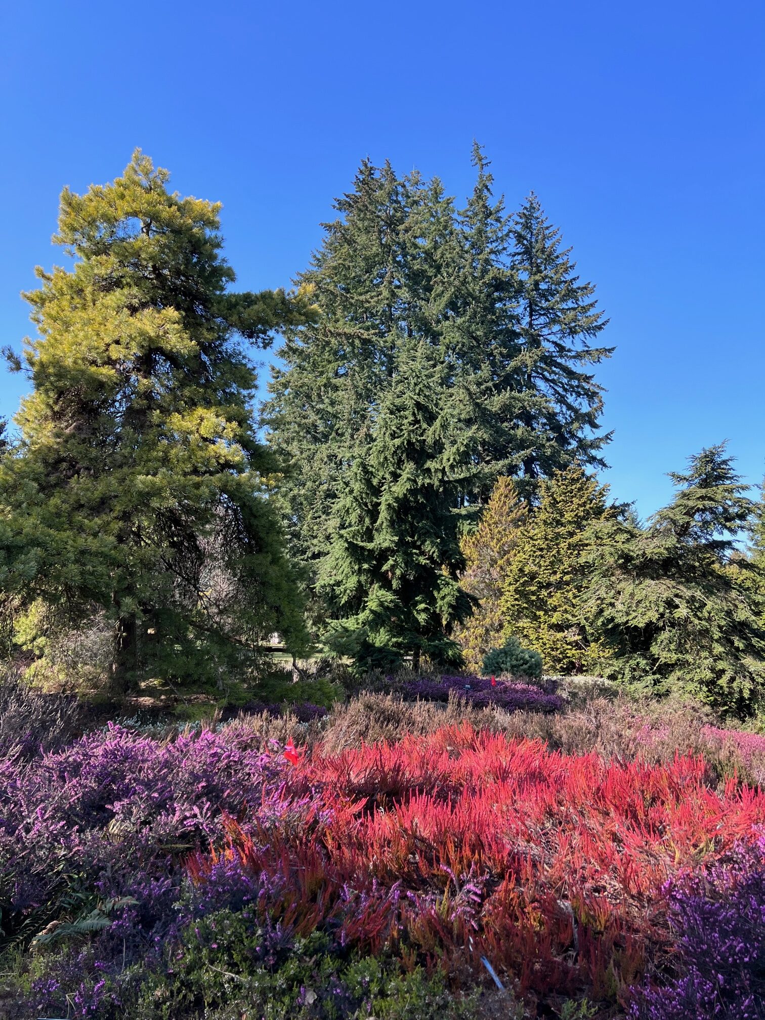 shrubs with bright red and purple foliage next to large conifers