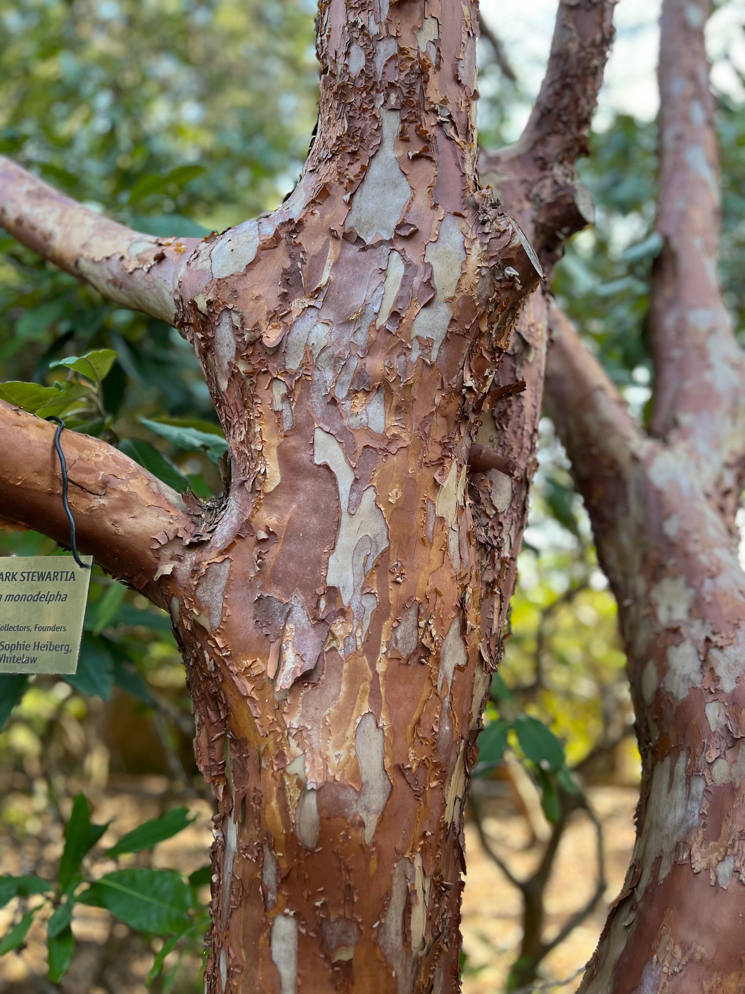 close up of peeling and multicolored Stewartia monodelpha bark