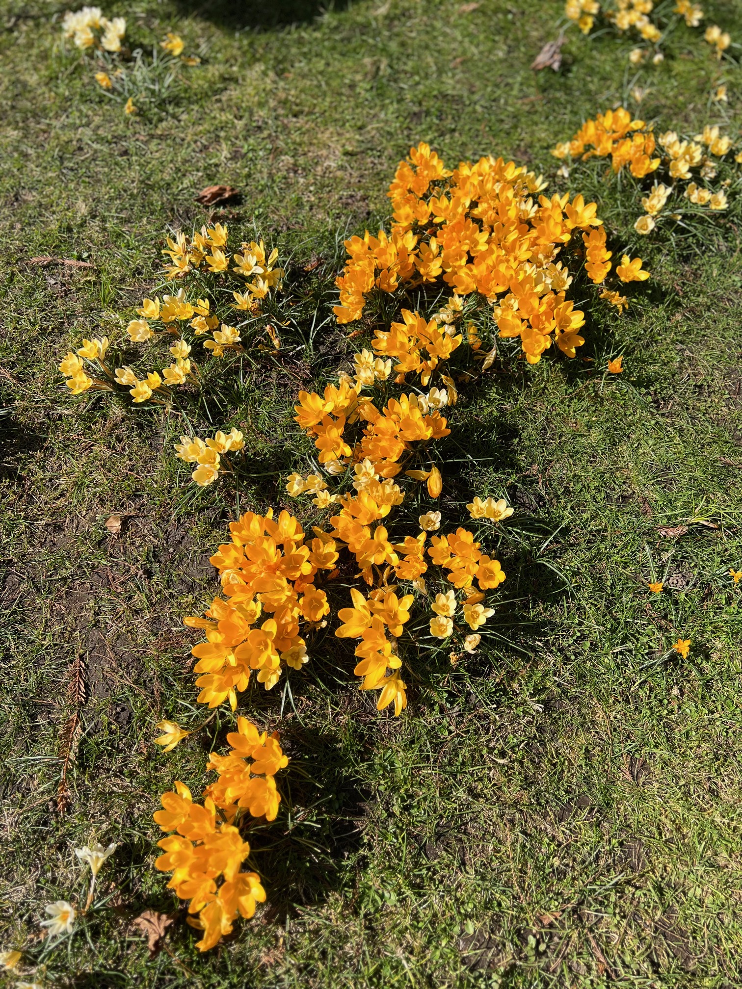 larger clump of spreading yellow crocus