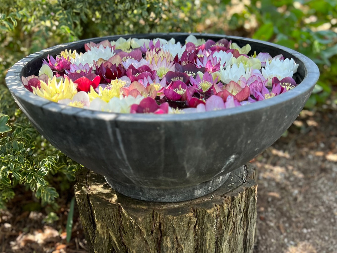 bowl of floating hellebore flowers