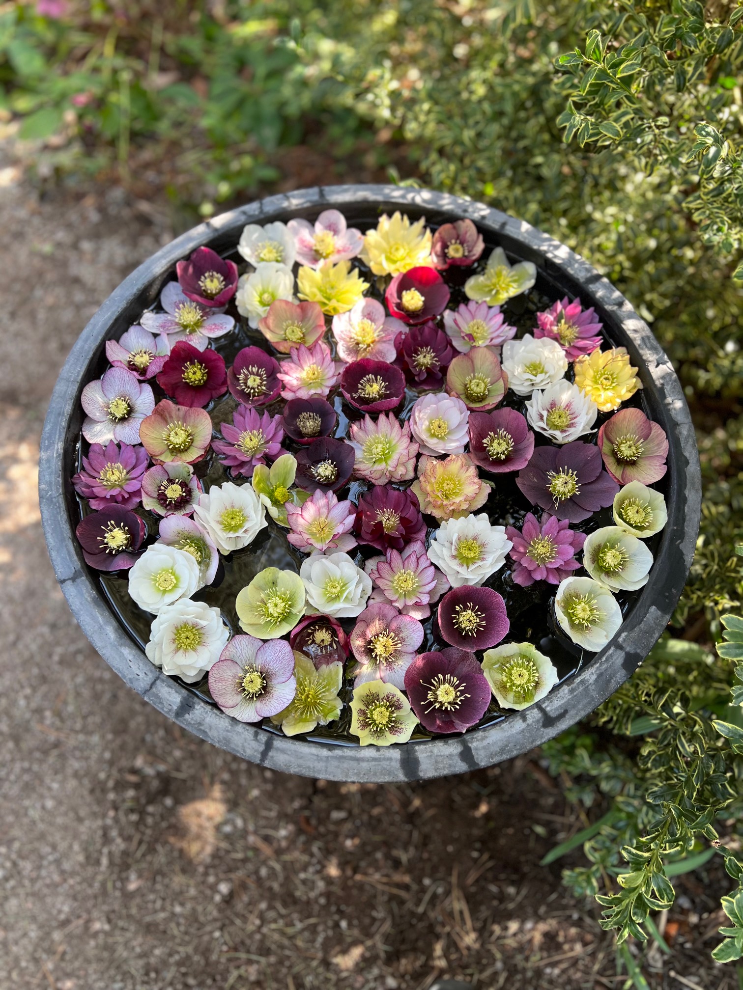 view of floating hellebore flowers from above