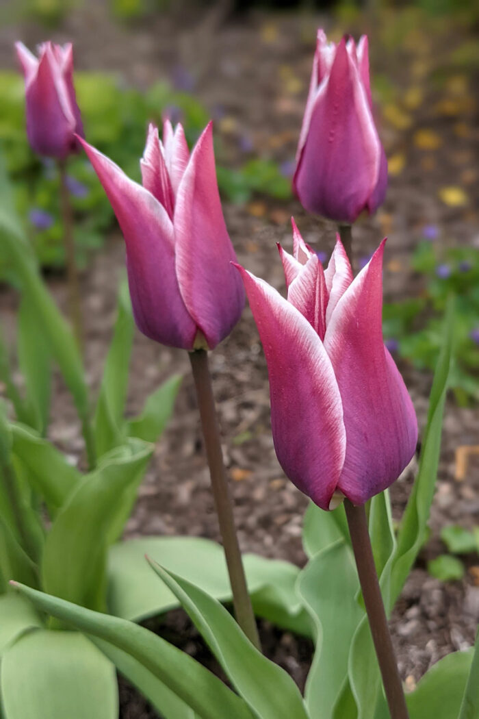 ‘Claudia’ tulip