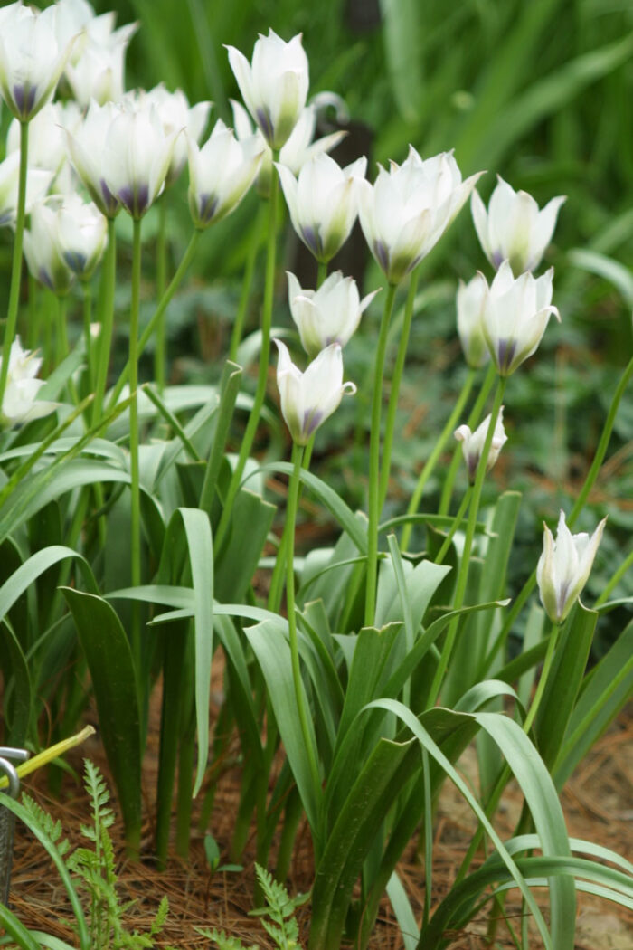 'Alba Coerulea Oculata' species tulip