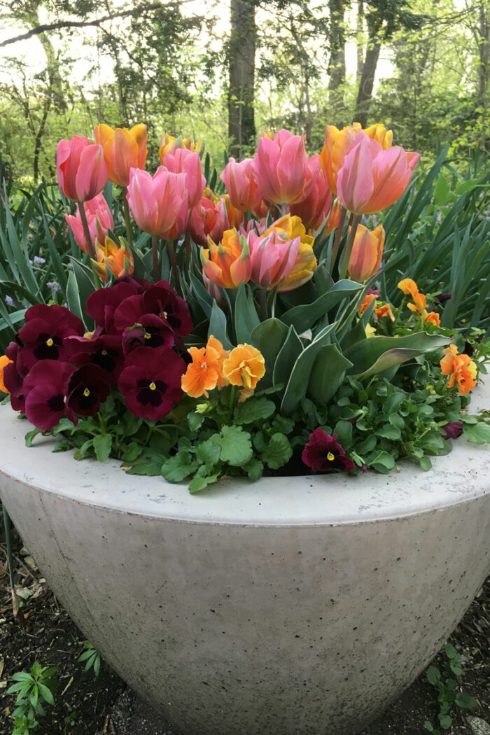 Mix of ‘Princess Irene’ and ‘Pretty Princess’ tulip, photo: Irvin Etienne