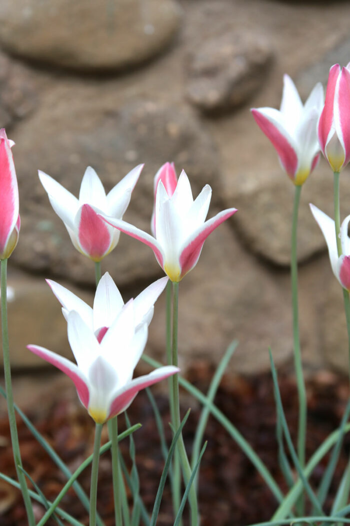 ‘Lady Jane’ lady tulip