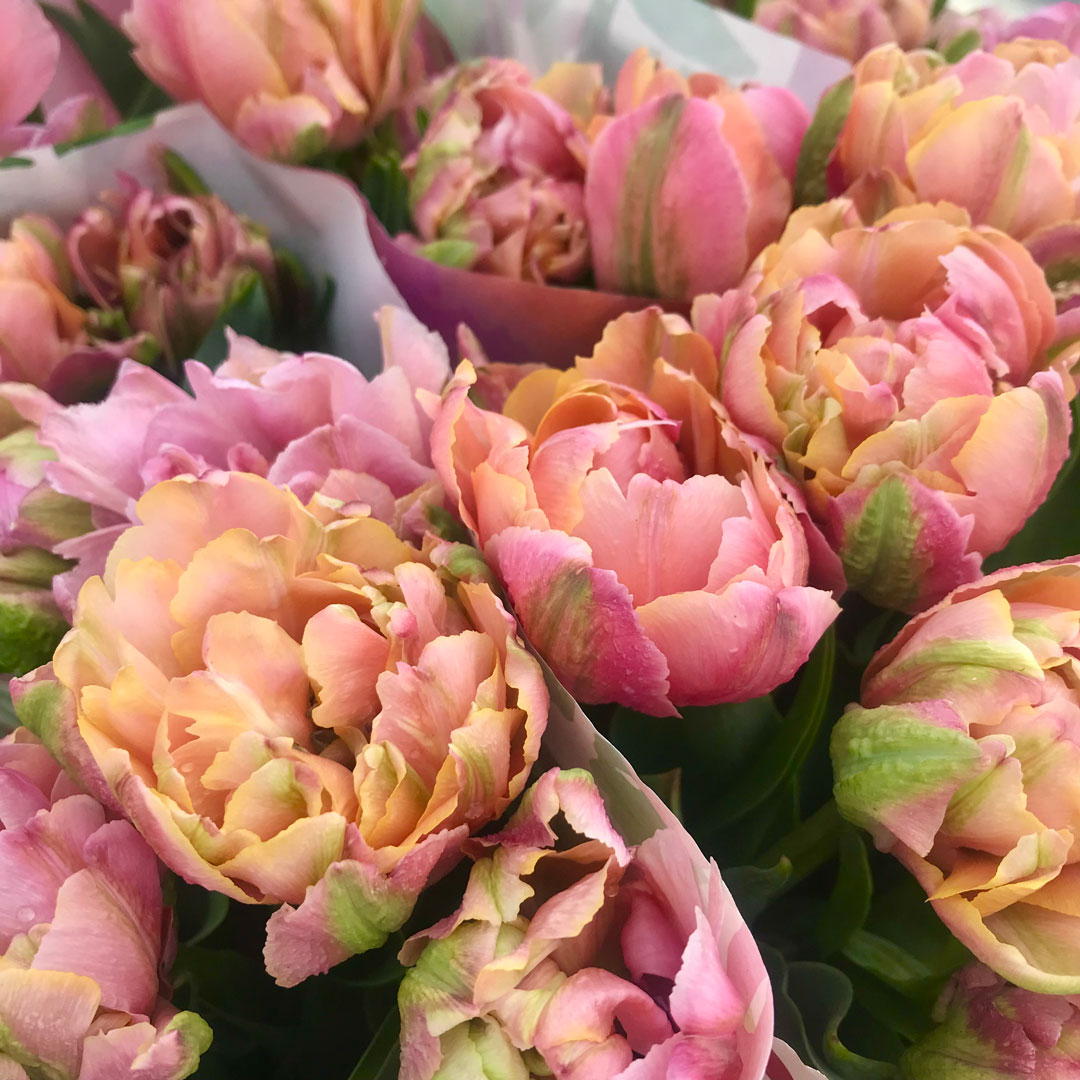 Perhaps a new favourite tulip? Meet pink mist double tulip! Look at all of  those petals! #springflowers #doubletulip #springisintheair