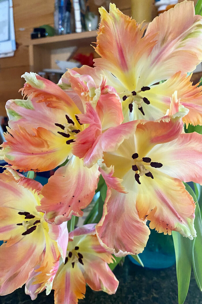 ‘Apricot Parrot’ tulip 