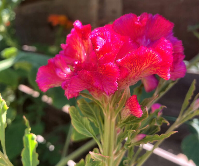 The Best Filler Flowers for Beautiful CutFlower Bouquets Fine Gardening