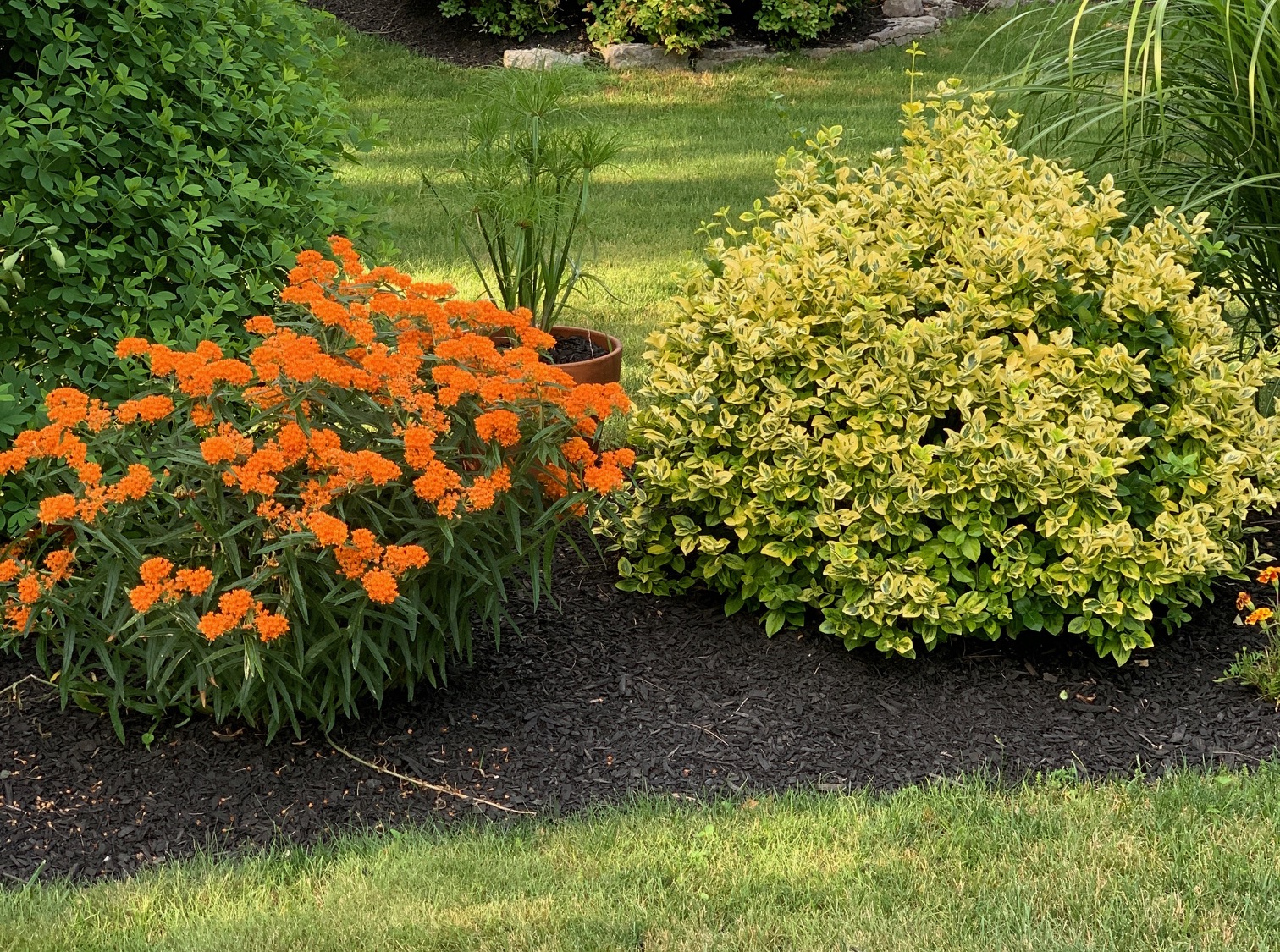 orange flowers next to a shrub with yellow foliage