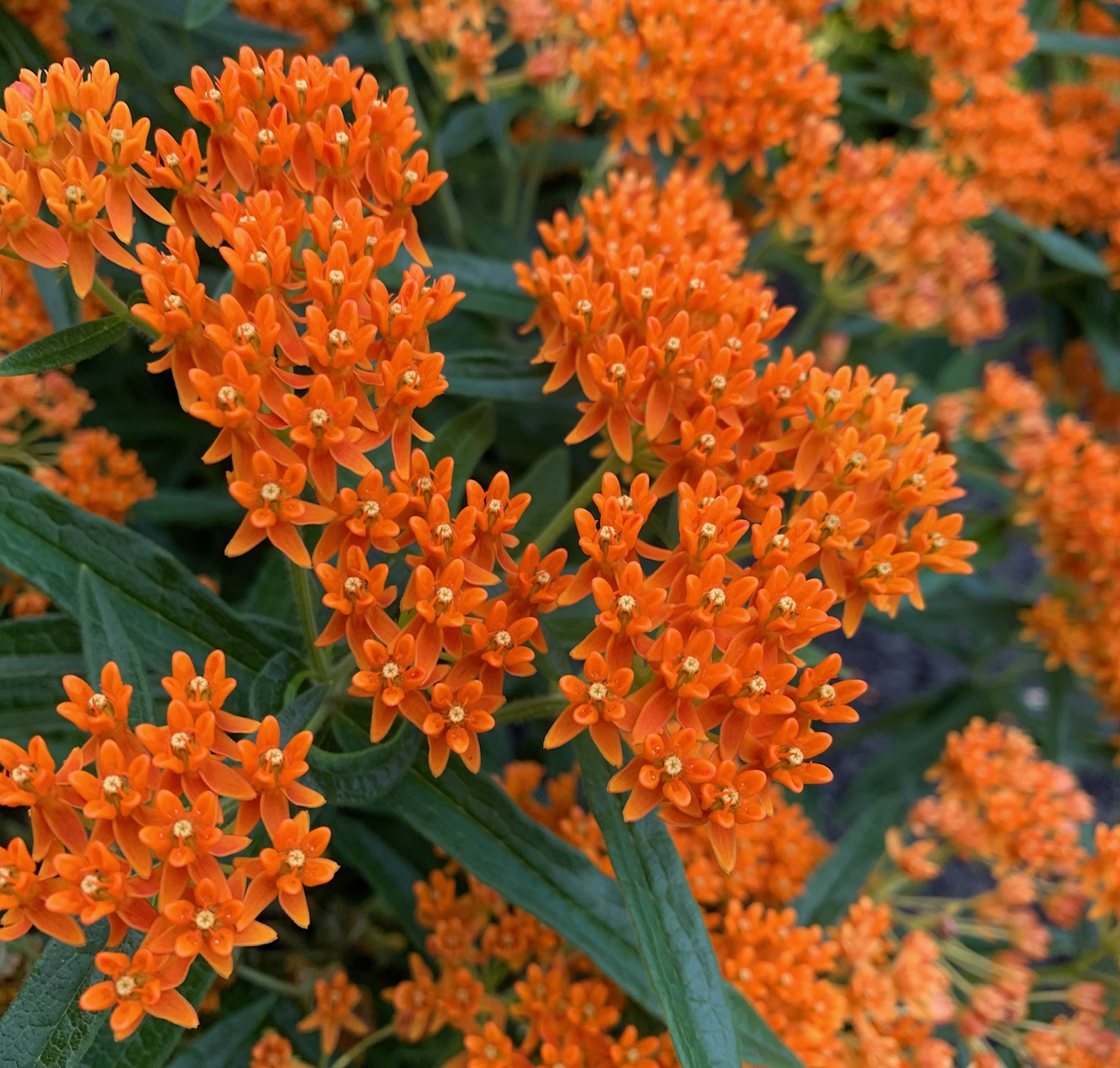 close up of tiny orange flowers