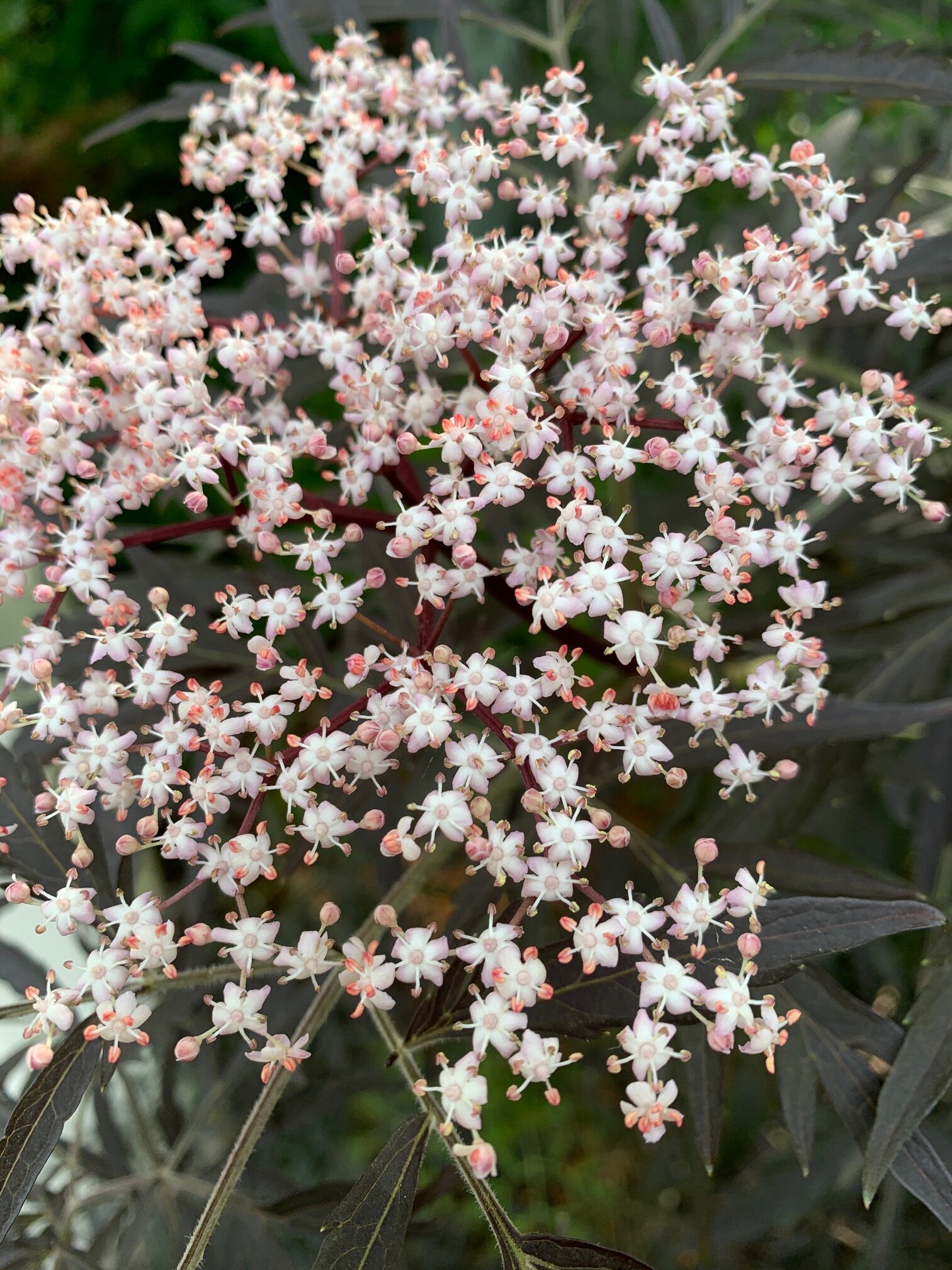 close up of tiny elderberry flowers