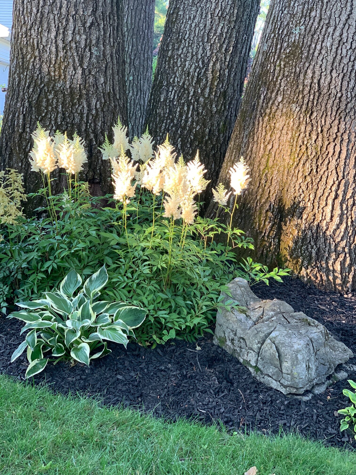 fluffy white flowers next to a hosta under trees