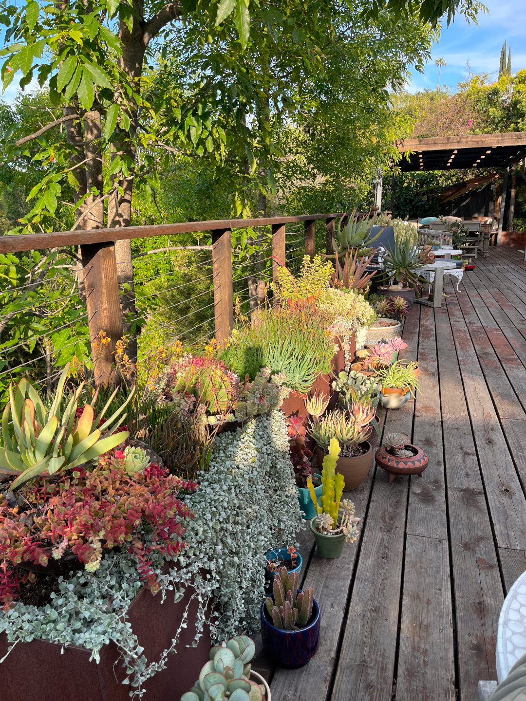 lots of succulents and cacti containers on a long deck