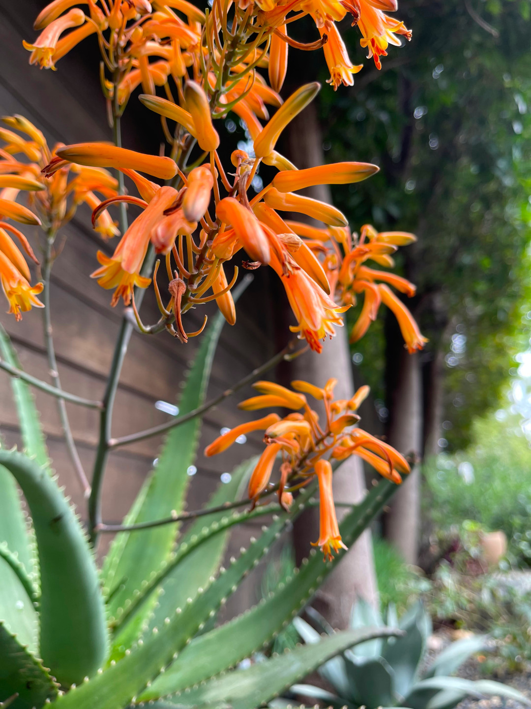 close up of aloe with lots of orange flowers