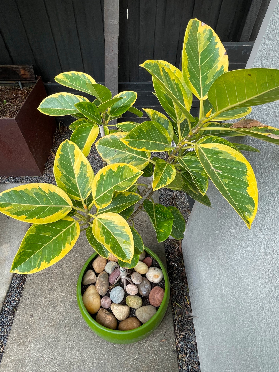 close up fo plant with bright variegated foliage