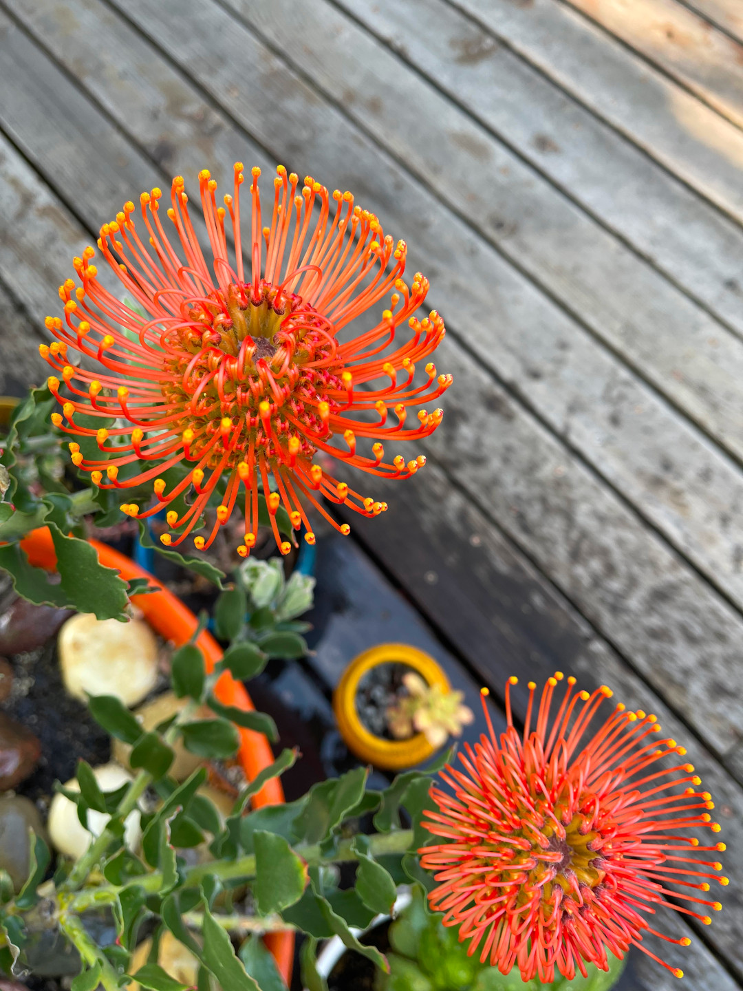 close up of bright orange and yellow Leucospermum cordifolium flowers