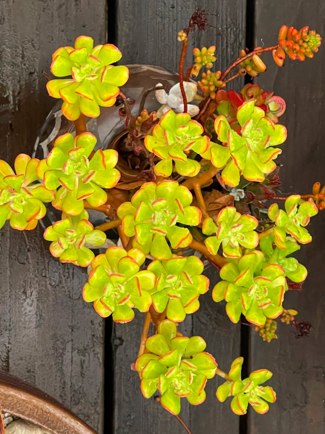 close up of chartreuse and orange succulent