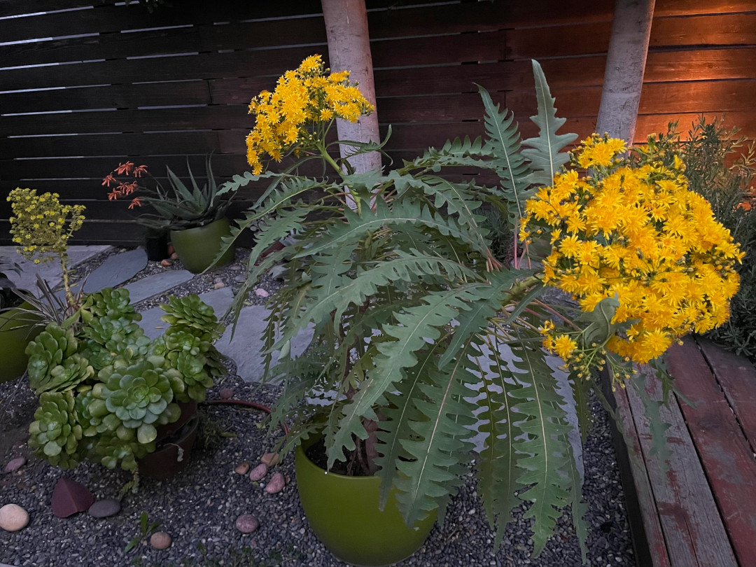 Sonchus pinnatifidus with huge yellow blooms in a container