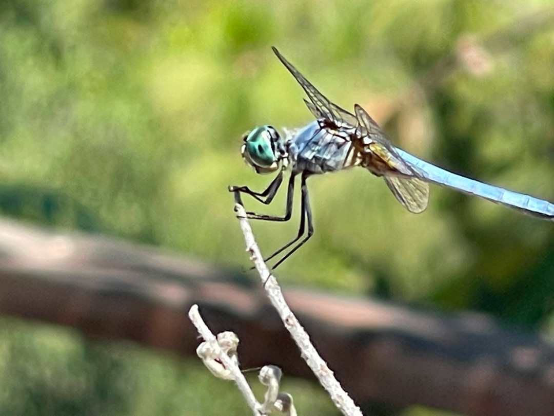 close up of a dragonfly