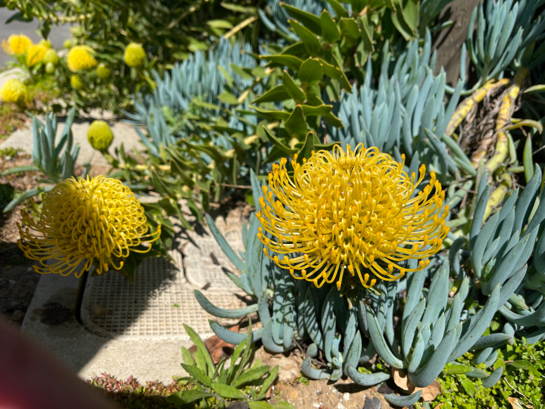 close up of giant yellow Leucospermum