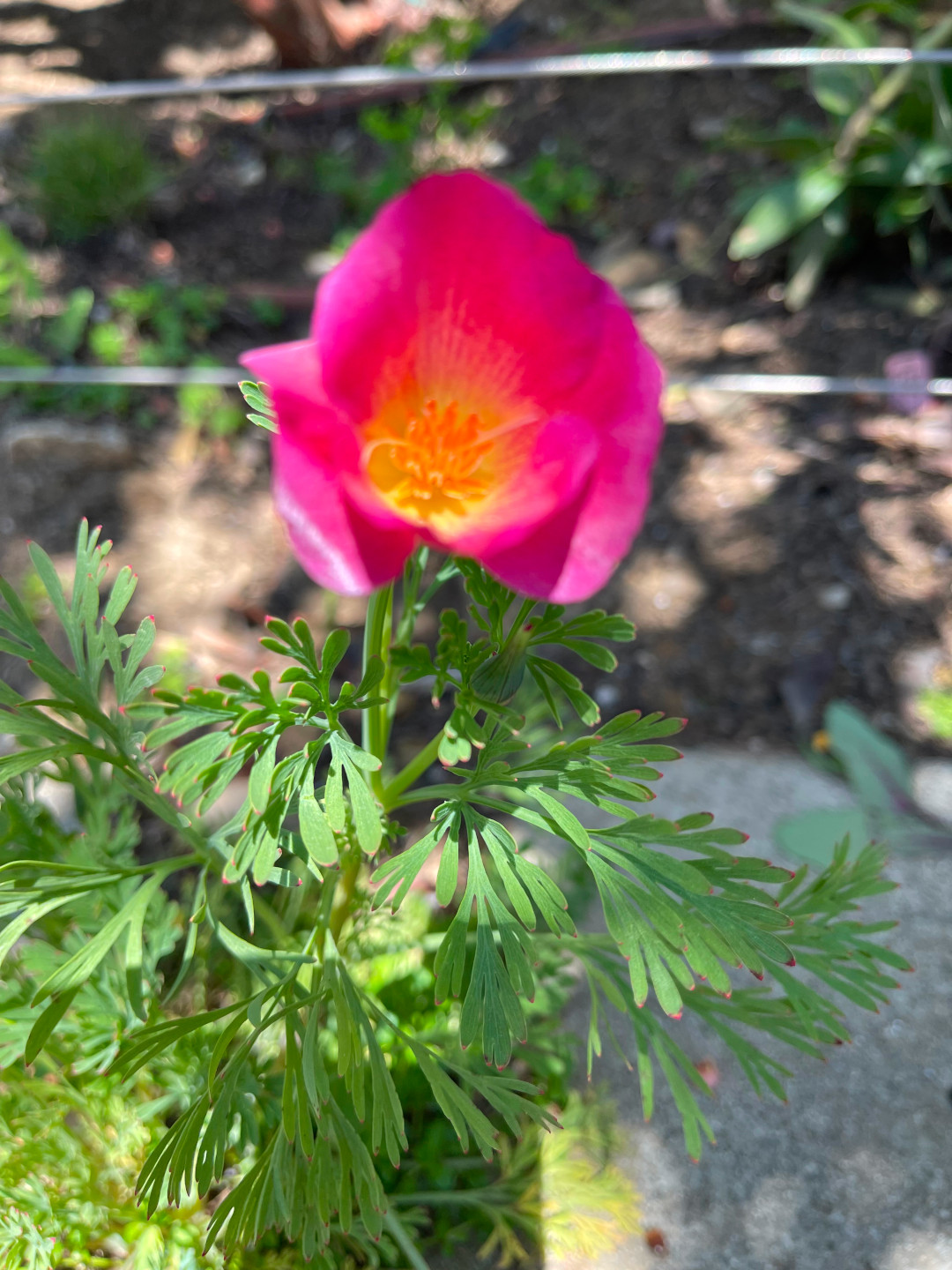 close up of pink california poppy