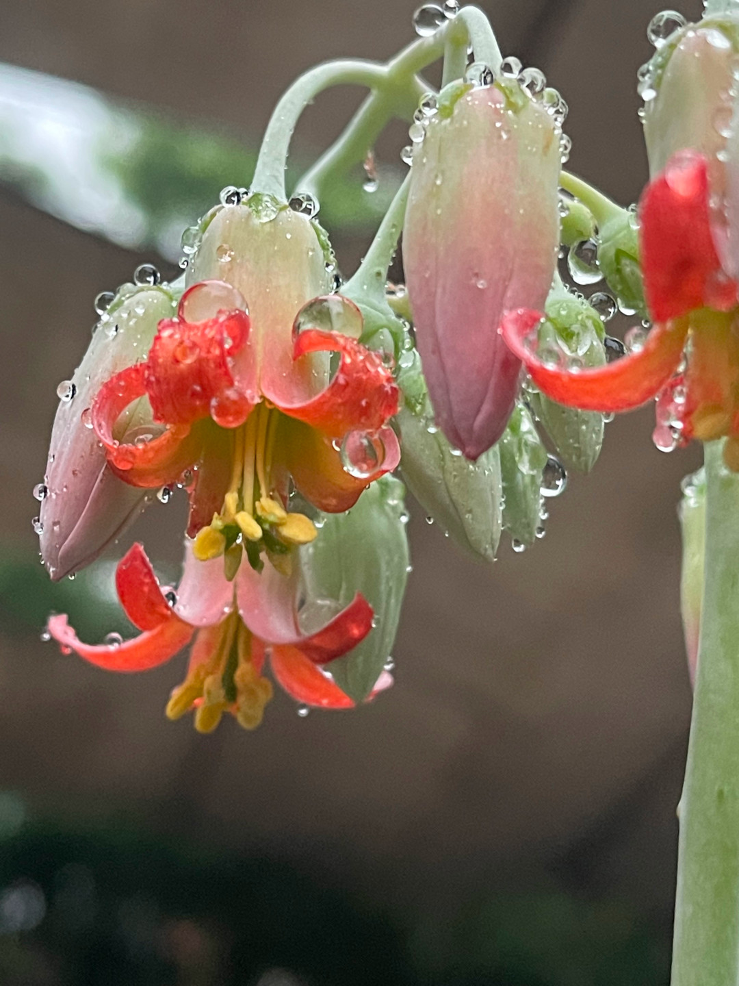 close up of flowers covered in water droplets