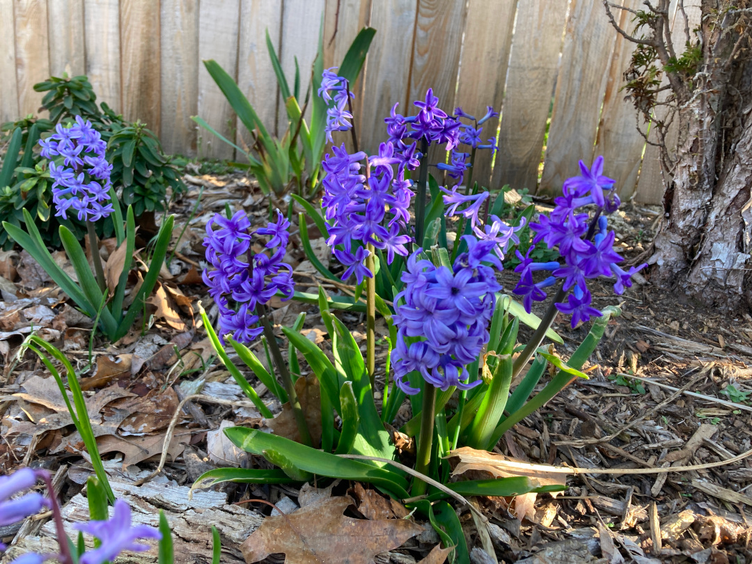 close up of purple hyacinths