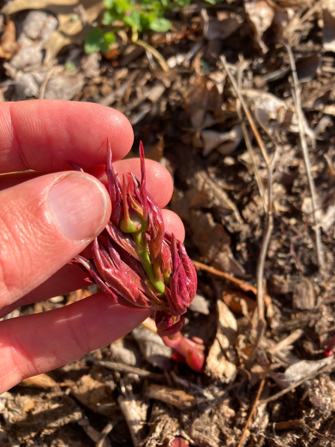 close up of small peony bud