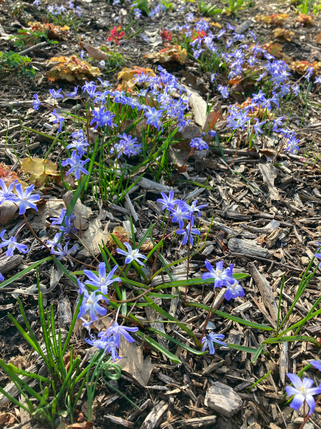 close up of small blue and white glory-of-the-snow flowers