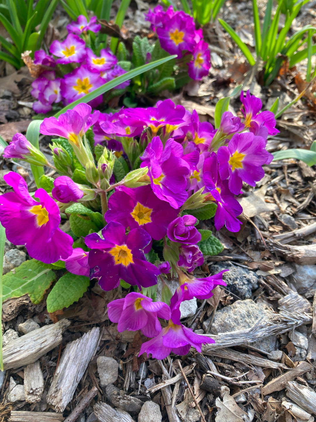 close up of purple primroses