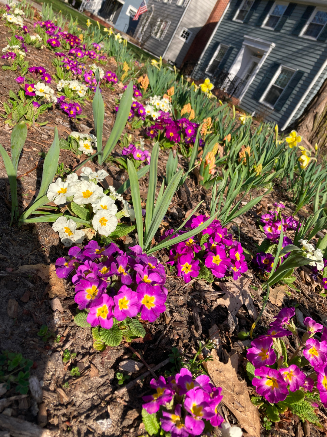 large planting of purple and white primroses with daffodils behind