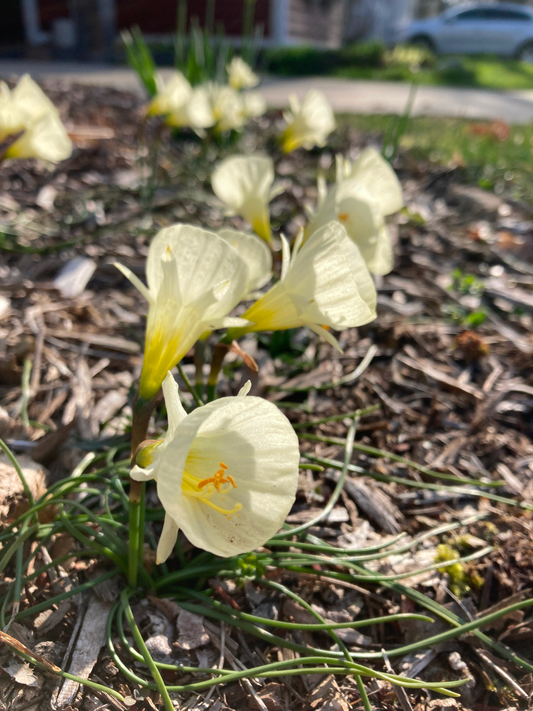 close up of hoop-petticoat daffodils