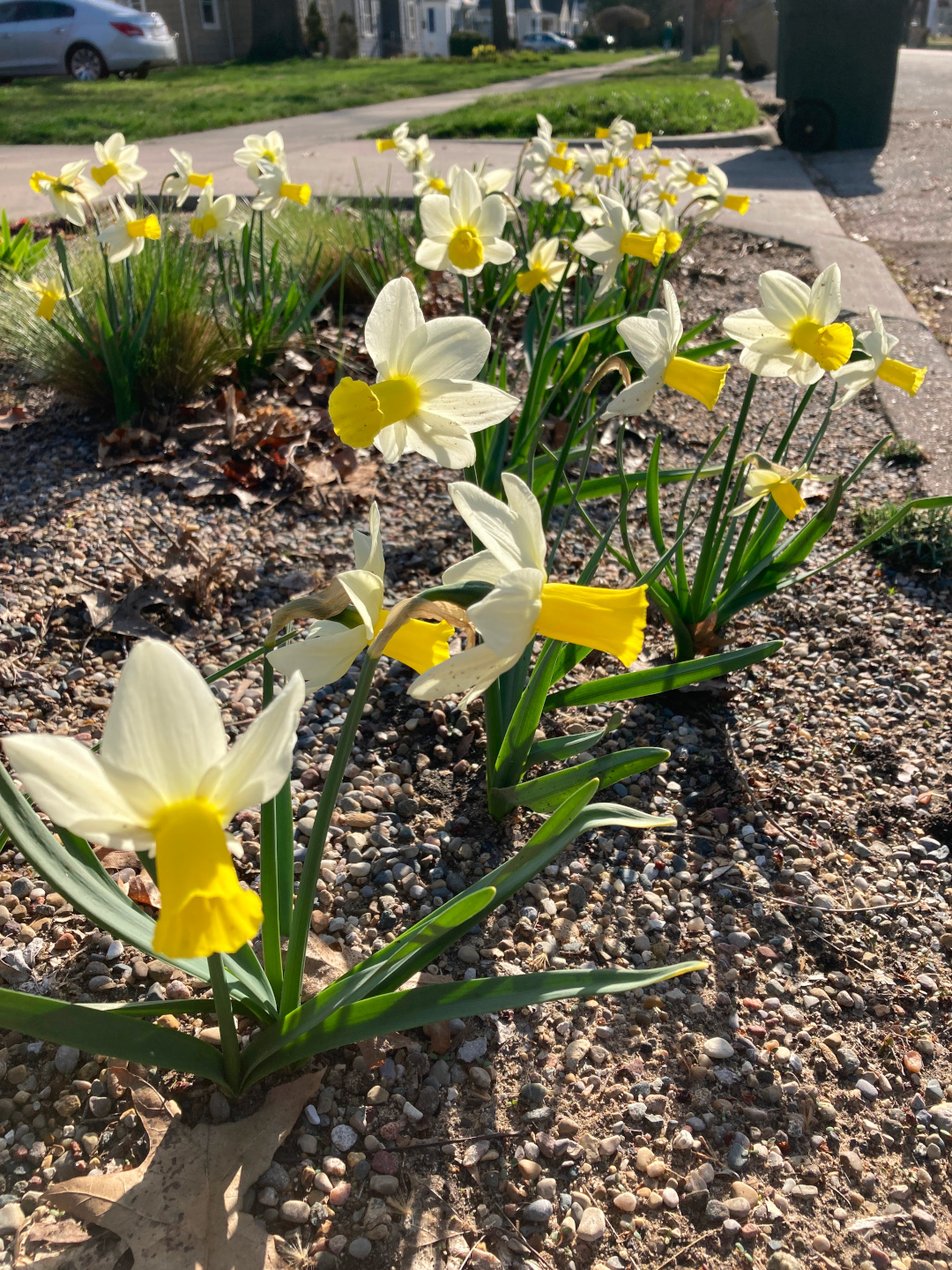 close up of light yellow daffodils