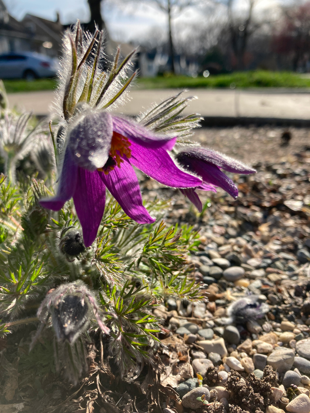 close up of purple Pasque flower 