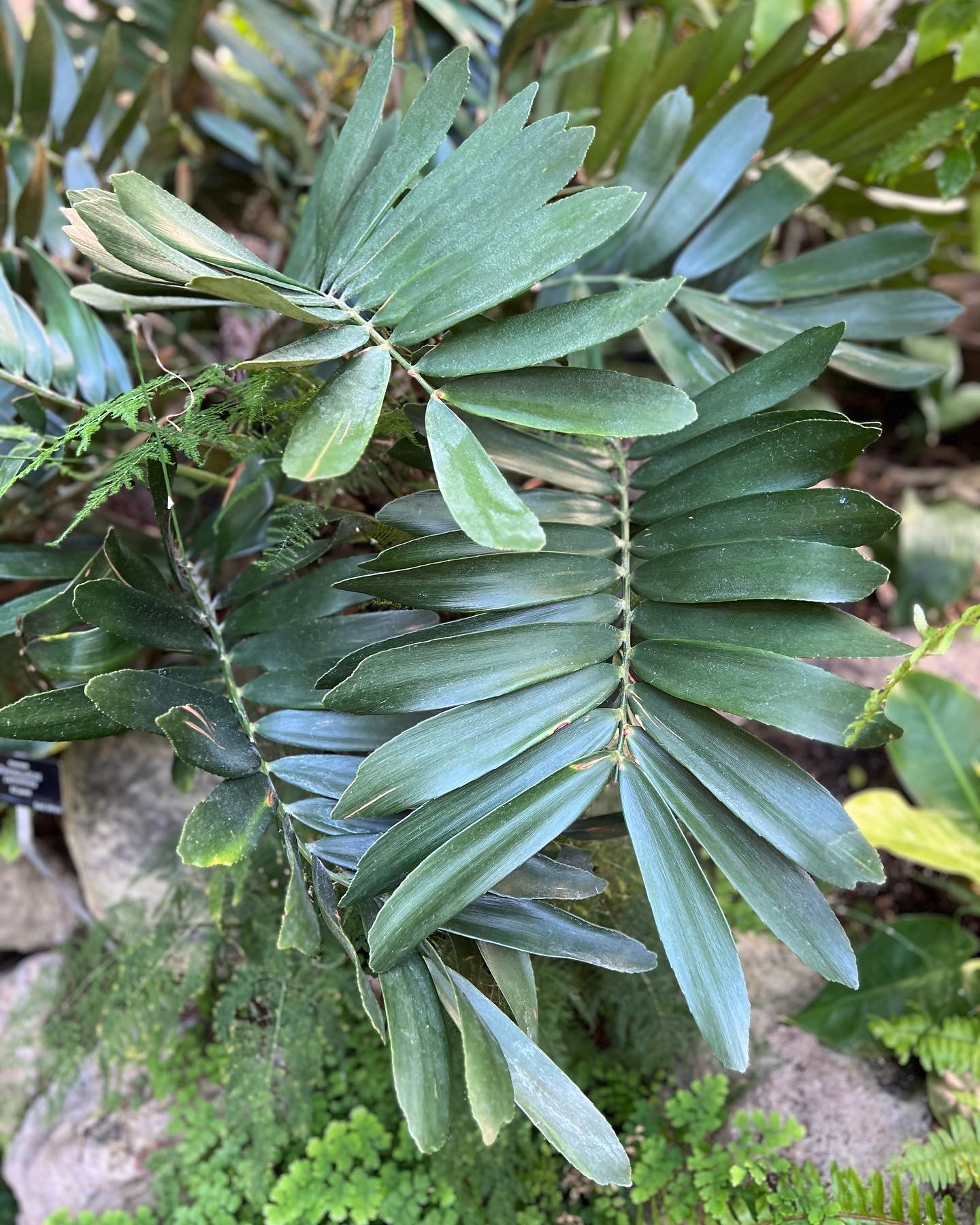 close up of cardboard cycad foliage