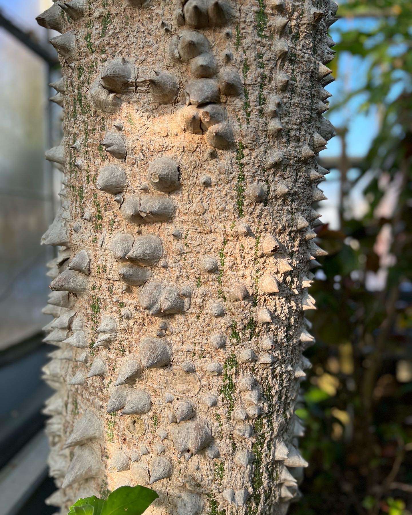 close up of floss silk tree bark with spikes