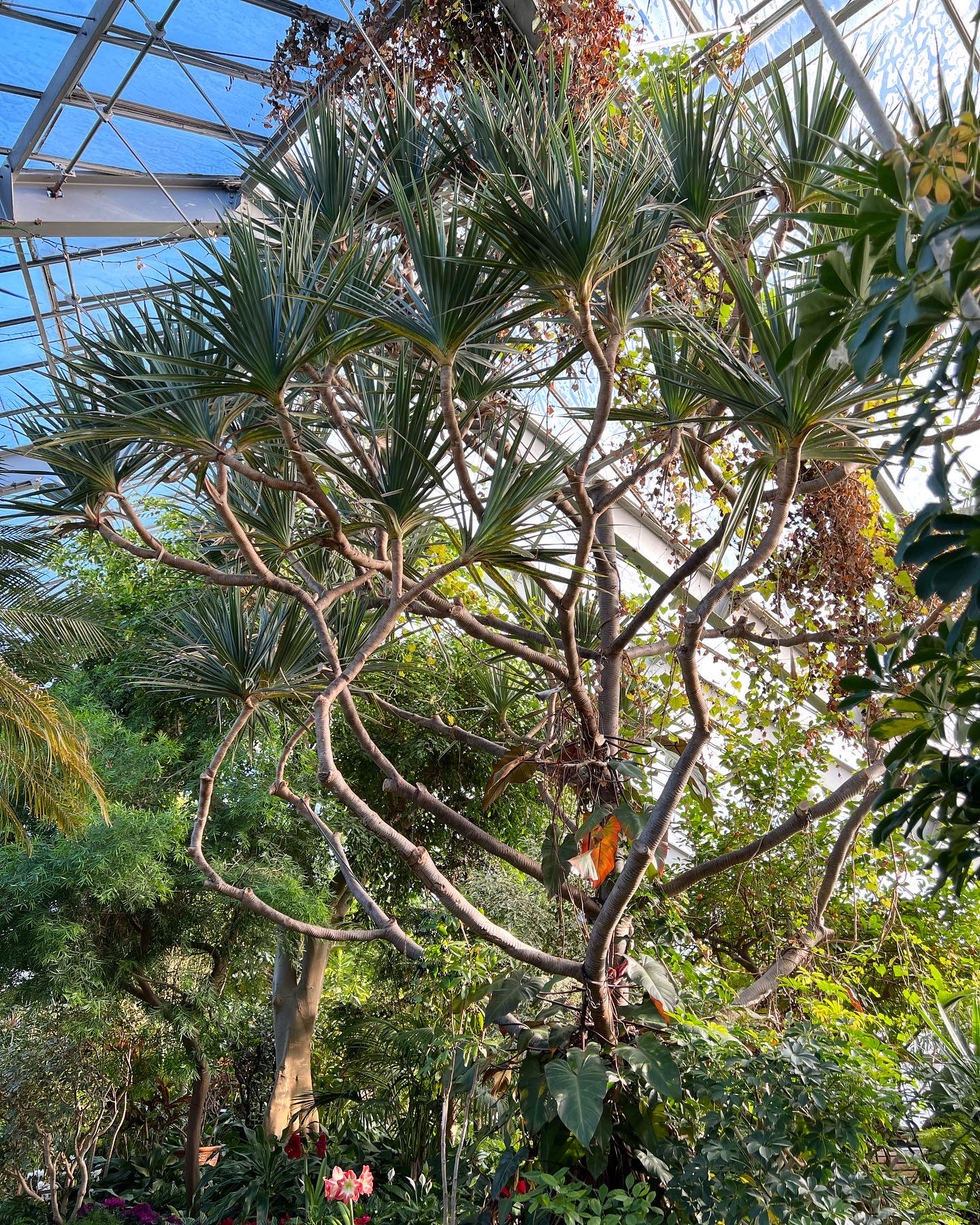 Screwpine in a greenhouse with long twisting branches