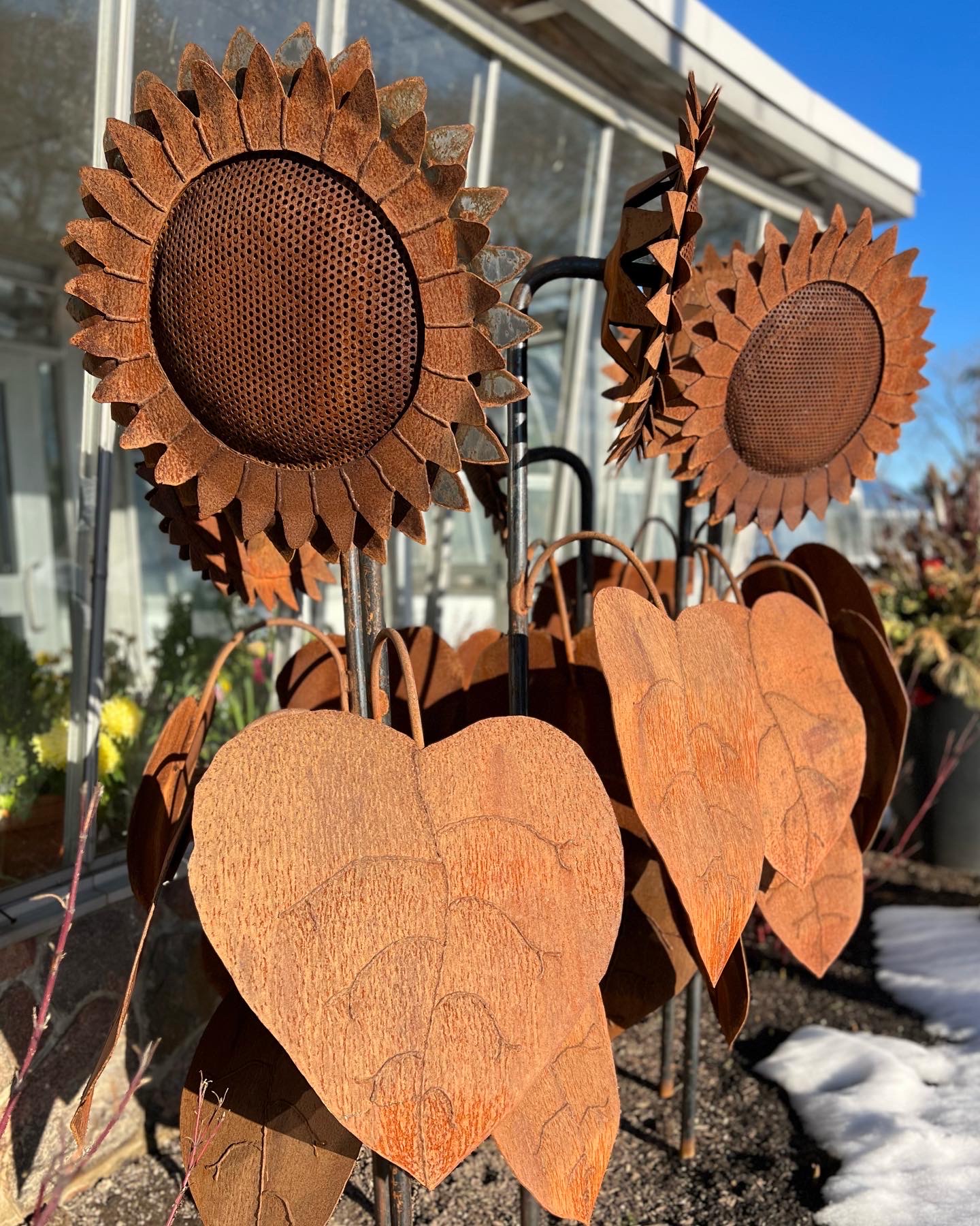 girasoles de metal oxidado