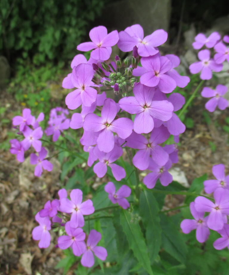 Identifying and Controlling Common Invasive Plants - Fine Gardening