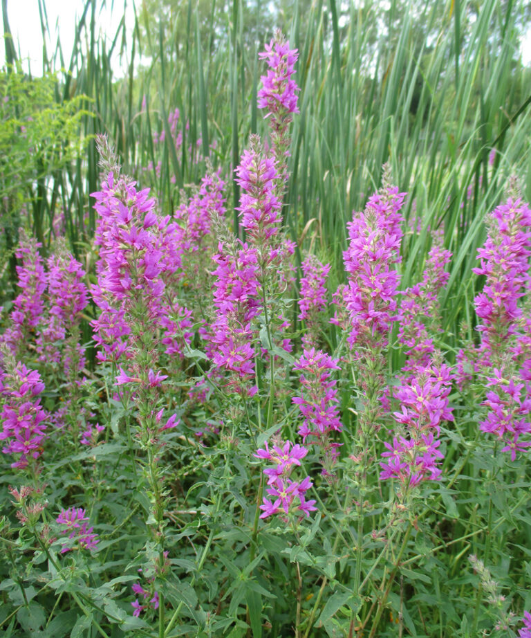 Identifying And Controlling Common Invasive Plants Fine Gardening