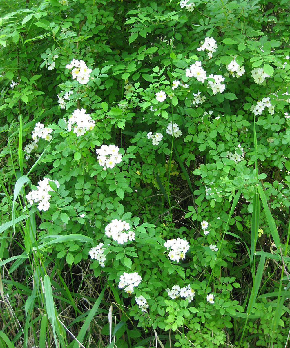 Rosa multiflora