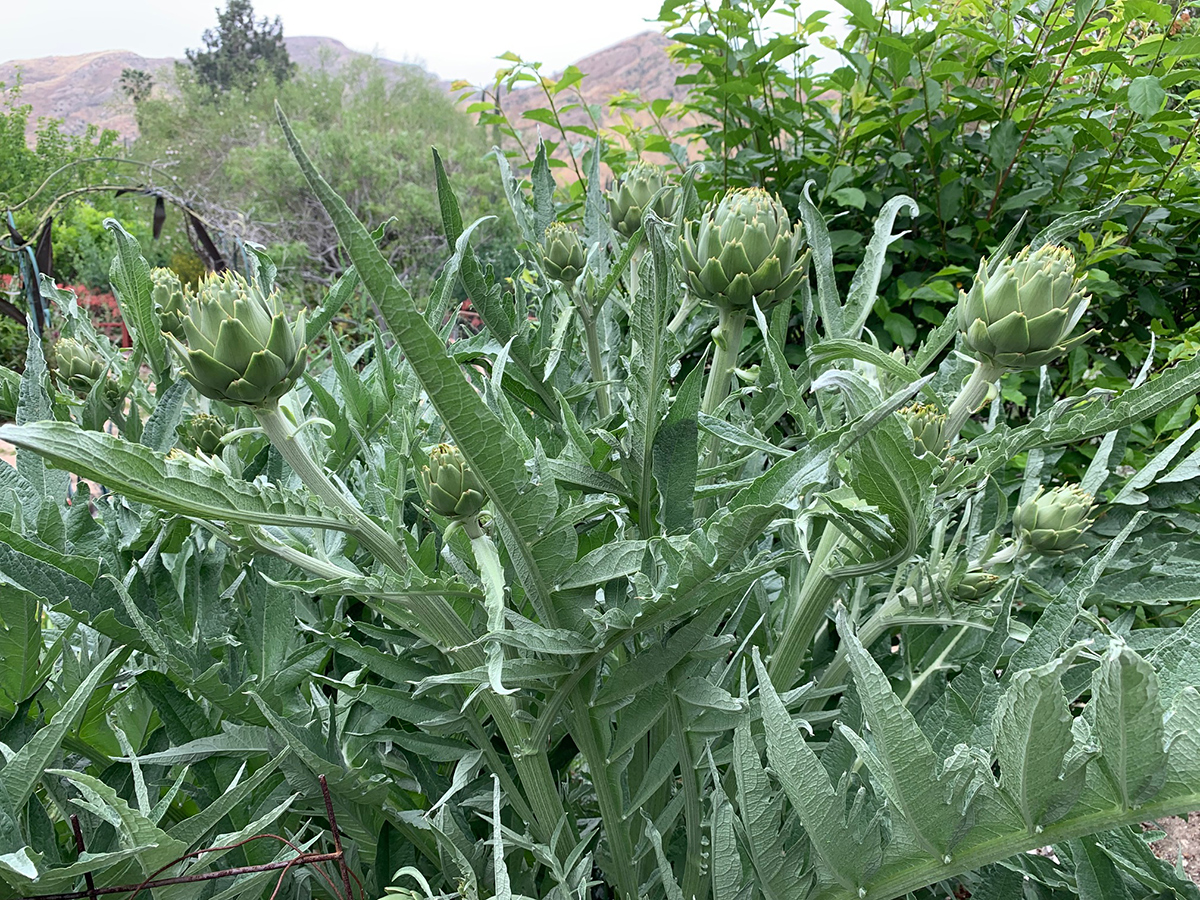 planta de alcachofa