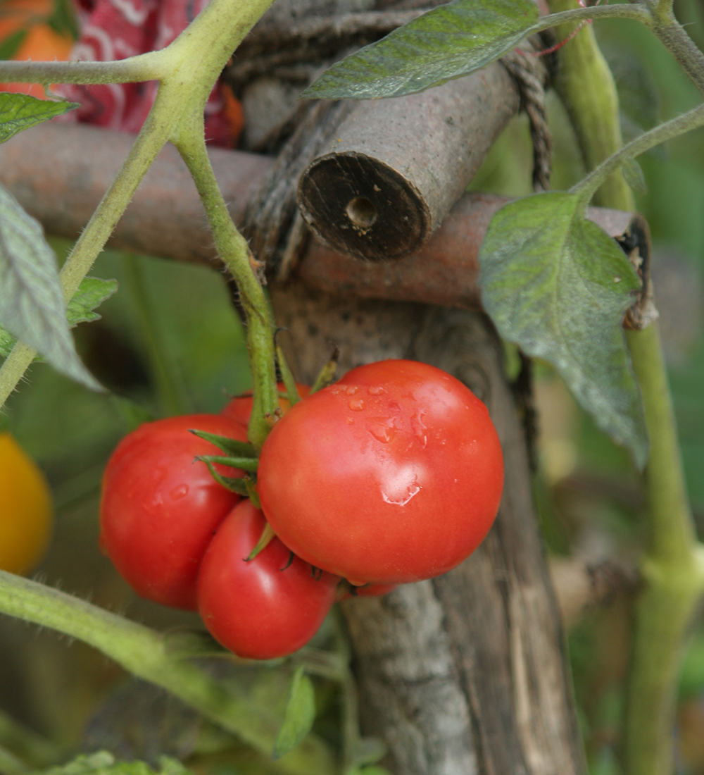 tomate al brandy