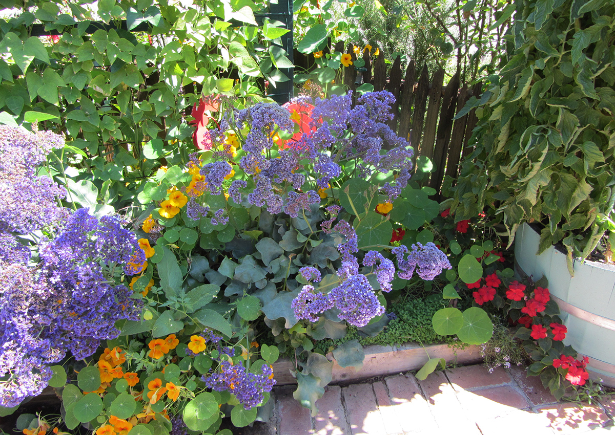 Image of Nasturtiums and lavender companion planting