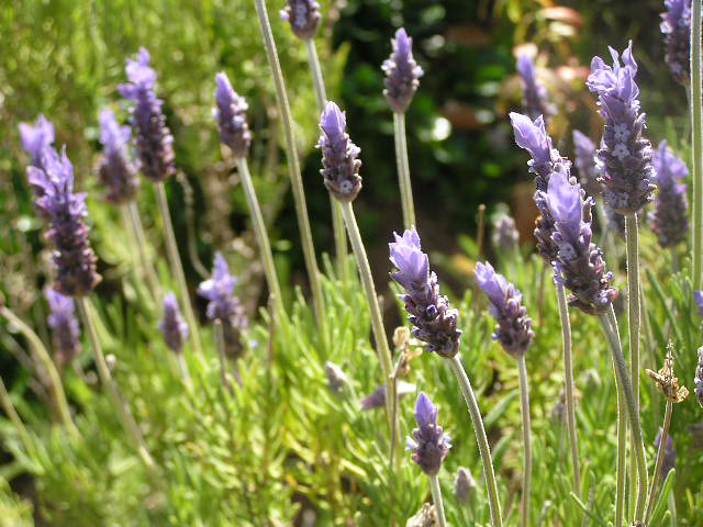 lavanda española